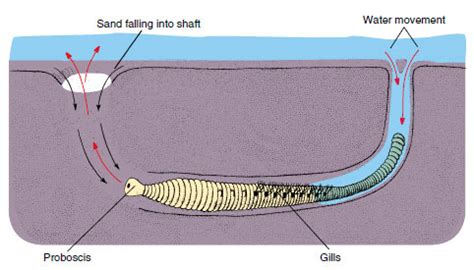  ワムシ！海藻を munching する、砂の中に潜む多毛類の驚異