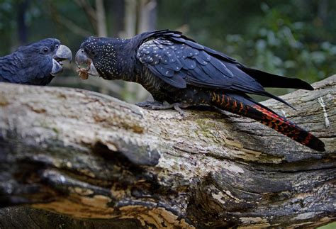  オウムのくちばしは世界を握っている！驚異的な知能と鮮やかな羽を持つ鳥について