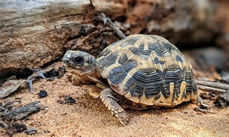  クモガメ！その 驚異的な擬態能力と、狩りの達人ぶりを探求！