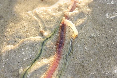  ワームシ　砂を這い、海の中を漂う謎多き多毛類！