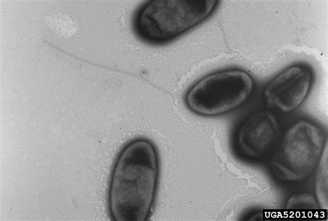  Xanthomonas!  This Microscopic Master of Manipulation Can Actually Rewrite Plant DNA!